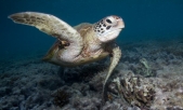 Great Barrier Reef Sees New Efforts in Preservation